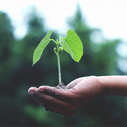 Hand holding a small green plants